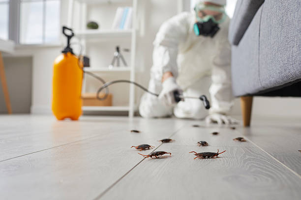 Commercial Rodent Management in Hinton